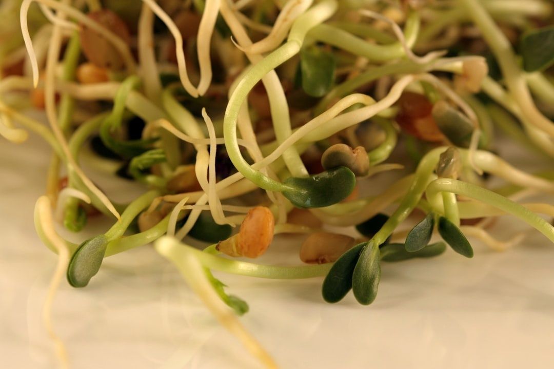 Närbild av färska alfalfa- och andra groddar med rötter och frön